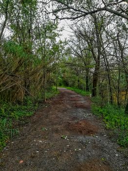 Stone path with lots of vegetation on the banks in the natural setting of Clot