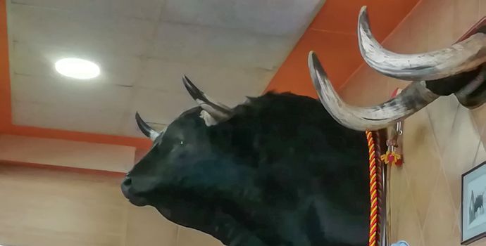 Stuffed bull head hanging on the wall of tiles