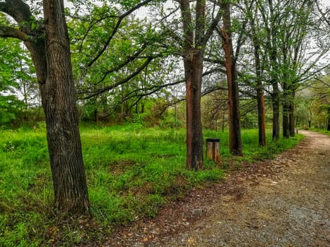 Row of trees in the natural setting of Clot