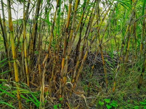 Reeds in yellow and green tones in the natural setting of clot