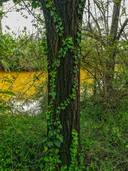 River of the natural setting of Clot with sediment laden water after heavy rains