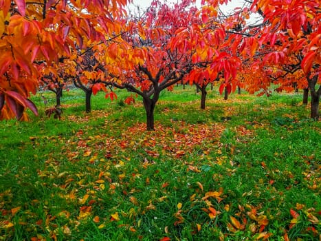 Plantation of kaki trees with leaves in reddish in autumn