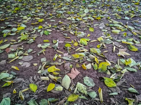Background fallen leaves in green and brown tones