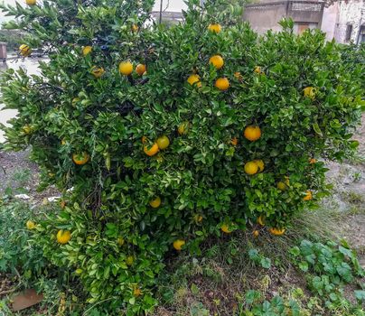 View of orange tree with large fruits in the rain