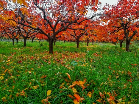 Plantation of kaki trees with leaves in reddish in autumn