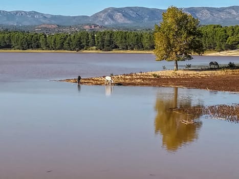 View of Puebla reservoir with mountains in the background and a pine forest