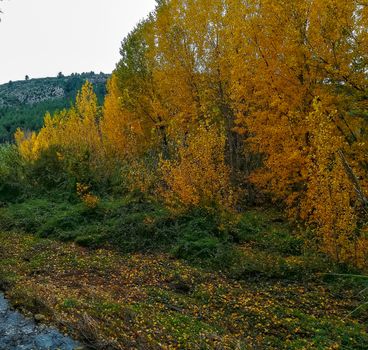 Autumnal landscape with many dry leaves with brown tones