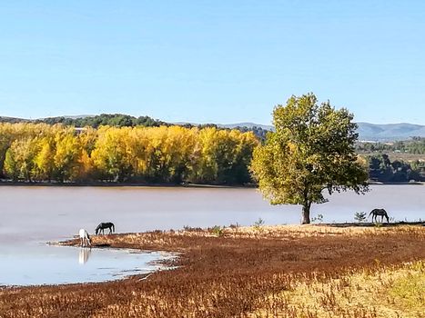 View of Puebla reservoir with mountains in the background and a pine forest