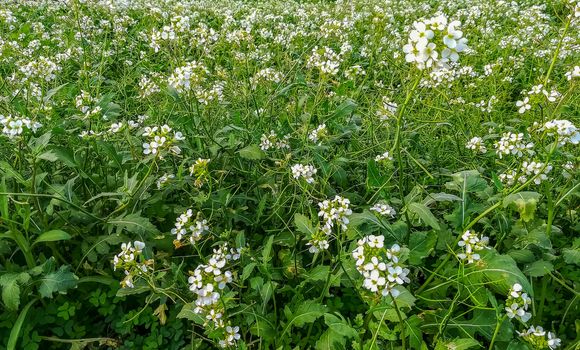Meadow background with many white flowers