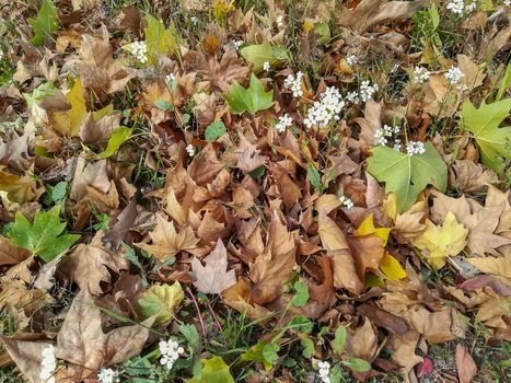 Background fallen leaves in green and brown tones