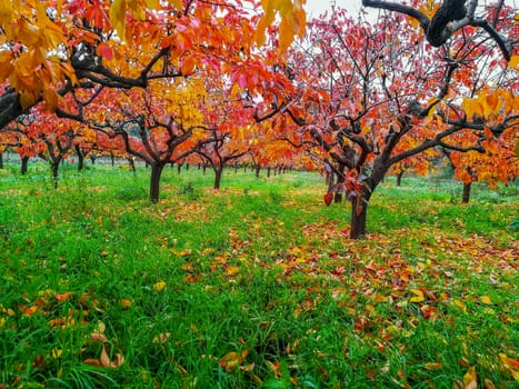Plantation of kaki trees with leaves in reddish in autumn