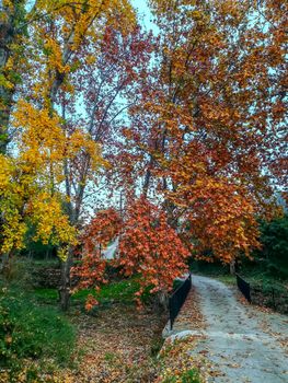 Autumnal landscape with many dry leaves with brown tones