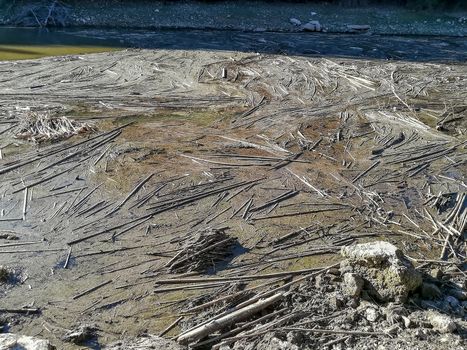 Accumulation of reeds in the water of the Regajo reservoir