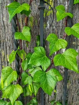 Black metal fence with climbing plants with very green leaves