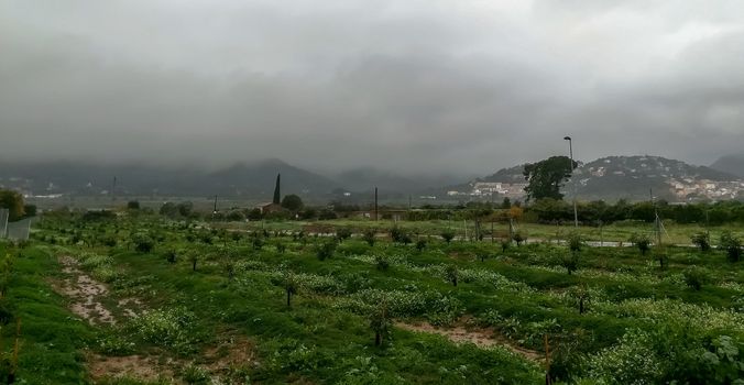 Orange trees plantation with mountains in the background on a rainy day