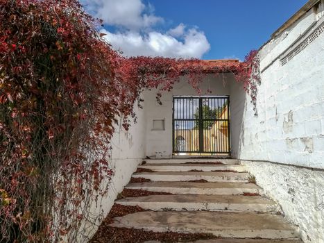 Old access door with white walls and hanging red plants