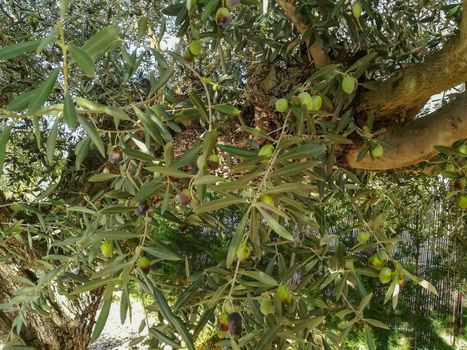 Olive tree in full fruit production