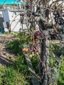 View of tree of grapes with many spoiled fruits