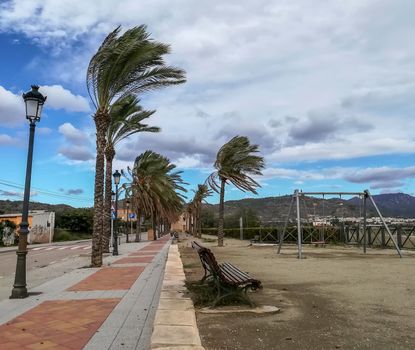 Empty park with palm tree leaves tilted on a windy day