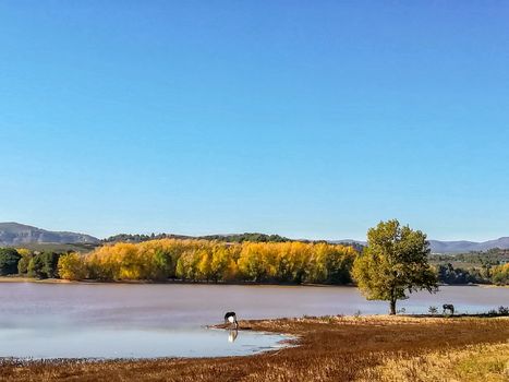 View of Puebla reservoir with mountains in the background and a pine forest