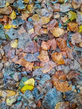 Background fallen leaves in green and brown tones