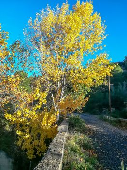 Autumnal landscape with many dry leaves with brown tones