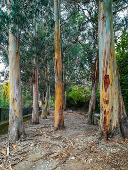 Trees without bark with orange and blue tones in park