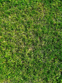 Natural grass background in a park