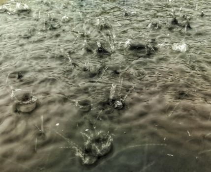 Raindrops splashing in a dark puddle