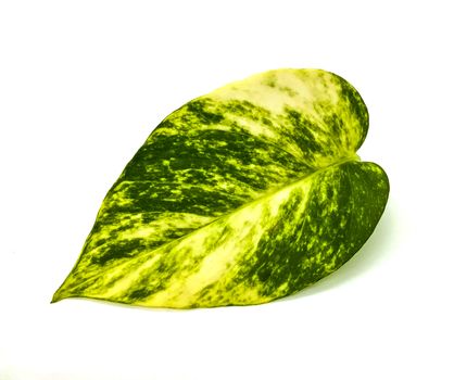 Pretty leaf with green and yellow tones on white background