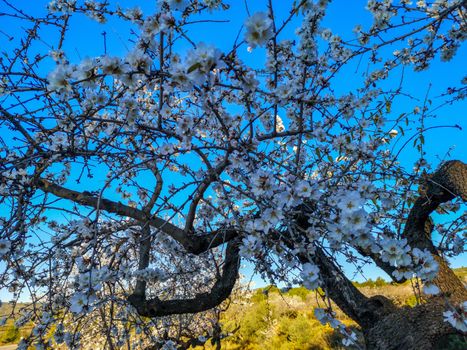 Almond tree in full bloom with the arrival of spring