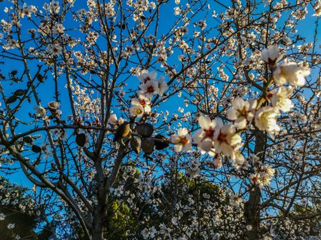 Almond tree in full bloom with the arrival of spring