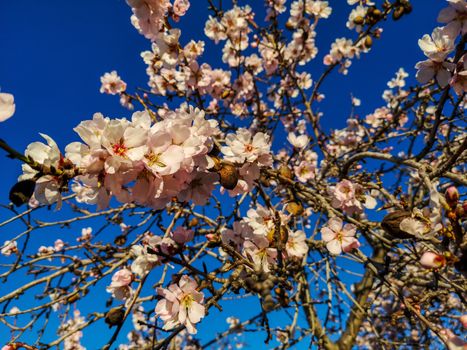 Almond tree in full bloom with the arrival of spring
