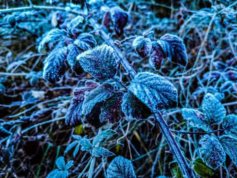 Mountain plants with hoarfrost of frozen dew water