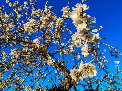 Almond tree in full bloom with the arrival of spring