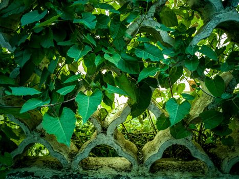Background of green leaves covering the structure of a fence