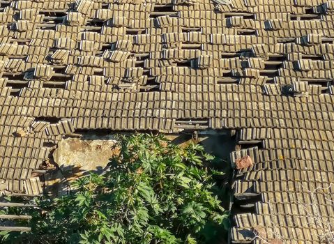 Roof of a gray tiles collapsing with a tree emerging