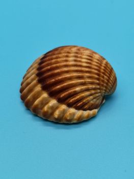 Brown and white seashells on blue background