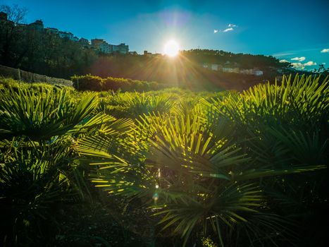 Sunset over a palm cultivation field in the village of Segorbe