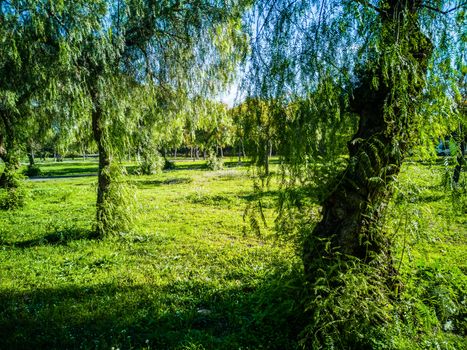 View of very green trees and grass in a large park of Puerto de Sagunto