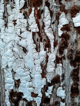 Worn wooden background with white paint