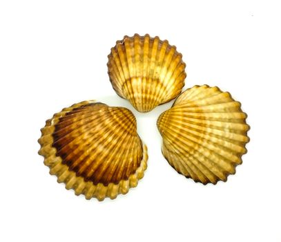 Brown and white seashells in composition on white background