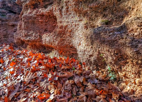 Autumnal landscape with many dry leaves with brown tones