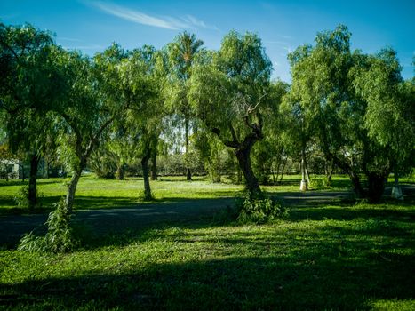 View of very green trees and grass in a large park of Puerto de Sagunto