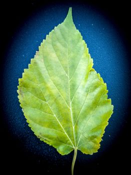 Green leaf on dark and rough background with vignette