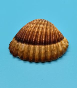 Brown and white seashells on blue background
