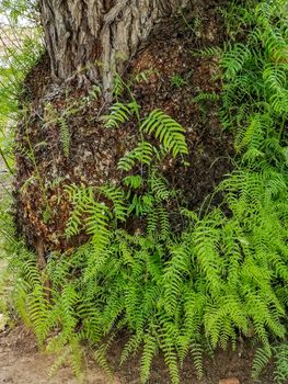 View of a trunk with many green buds at its base