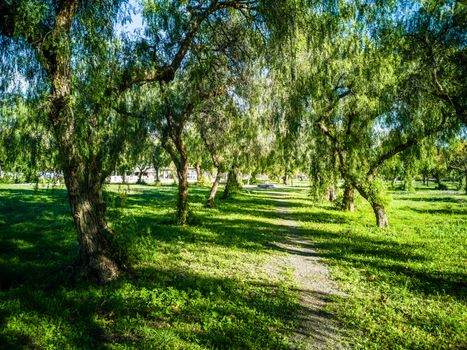 View of very green trees and grass in a large park of Puerto de Sagunto