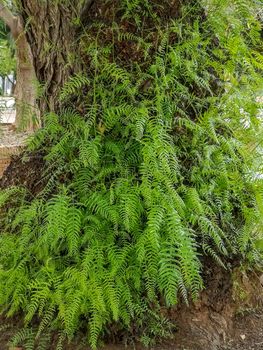 View of a trunk with many green buds at its base