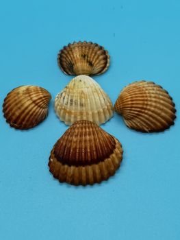 Brown and white seashells in composition on blue background